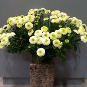 Bouquet de Chrysanthèmes