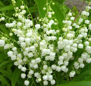 Bouquet de Muguet