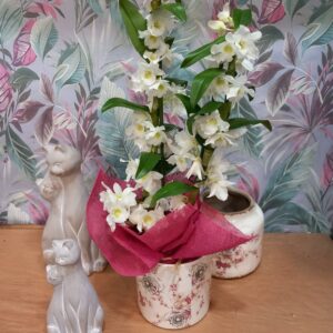 Dendrodium ou Orchidée bambou