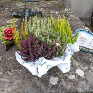 Coupe de Bruyères Calluna