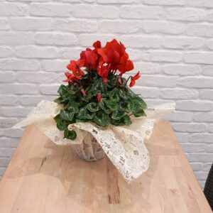 Cyclamen