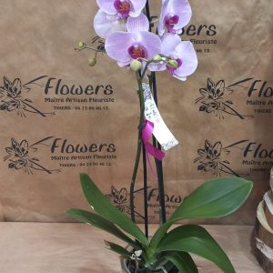 orchidée solidaire roses